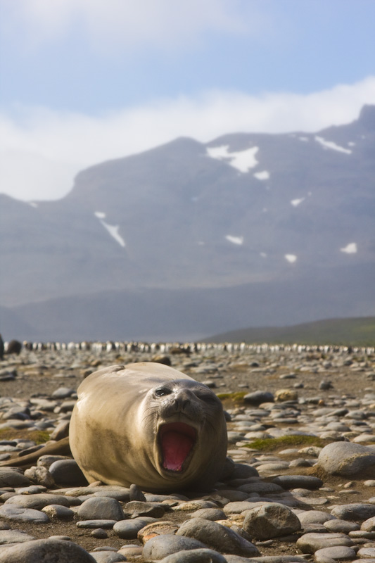 Southern Elephant Seal